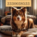 The Mystery of 3330038533