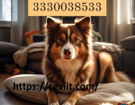 The Mystery of 3330038533